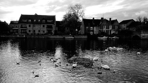Ducks by river in city against sky