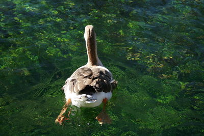 Duck swimming in lake