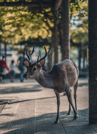 Deer standing on tree