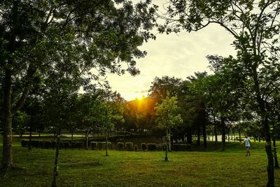 Trees in park against sky during sunset