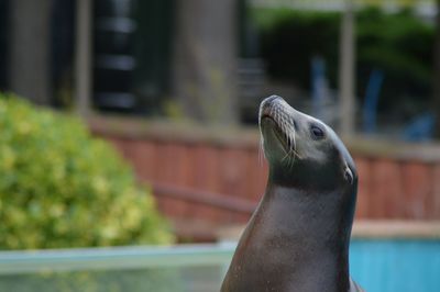 Close-up of sea lion swimming pool