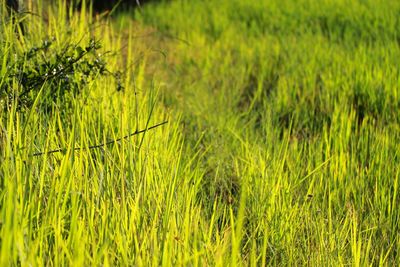 Grass growing in field