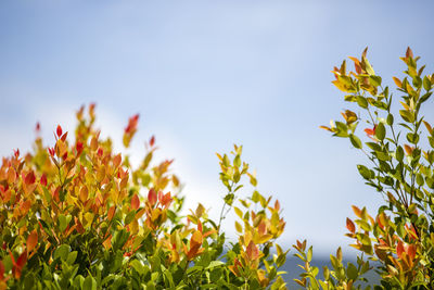 Low angle view of yellow flowering plants against clear sky