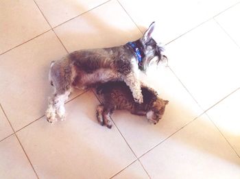 Dog sleeping on tiled floor