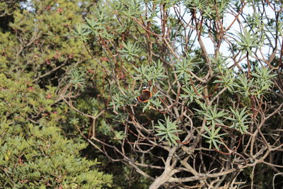 Close-up of fruit on tree