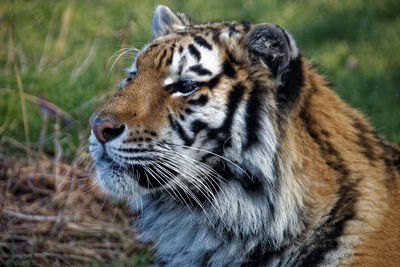 Close-up of a tiger