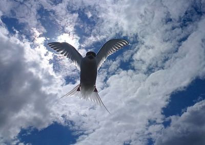 Low angle view of bird flying against sky