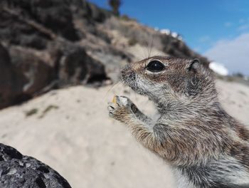 Close-up of squirrel on rock against sky