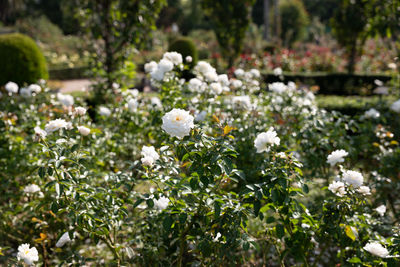 Close-up of white roses under sunny skies