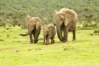 Elephants walking on grassy field at forest