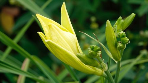 Close-up of flowering plant