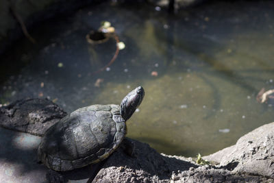 Close-up of tortoise in lake