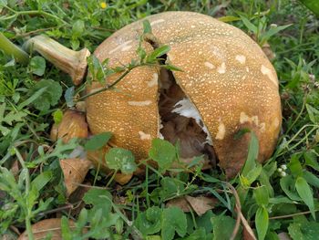 Close-up of mushrooms on field