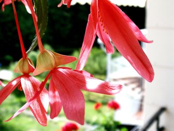 Close-up of red flowering plant