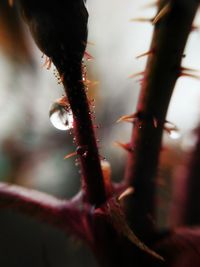 Close-up of caterpillar on plant