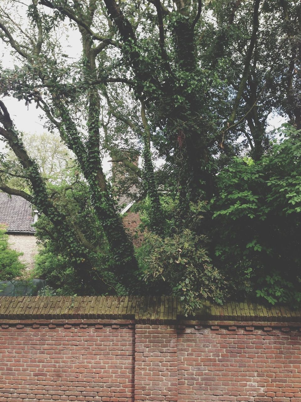 tree, growth, built structure, building exterior, architecture, green color, branch, plant, nature, outdoors, day, low angle view, no people, house, wall - building feature, brick wall, lush foliage, tranquility, sky, growing