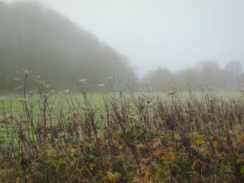 Scenic view of field against clear sky