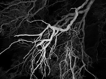 Bare trees against the sky