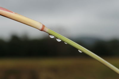 Close-up of water drops on plant