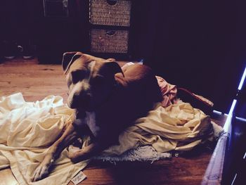 Dog looking at camera
