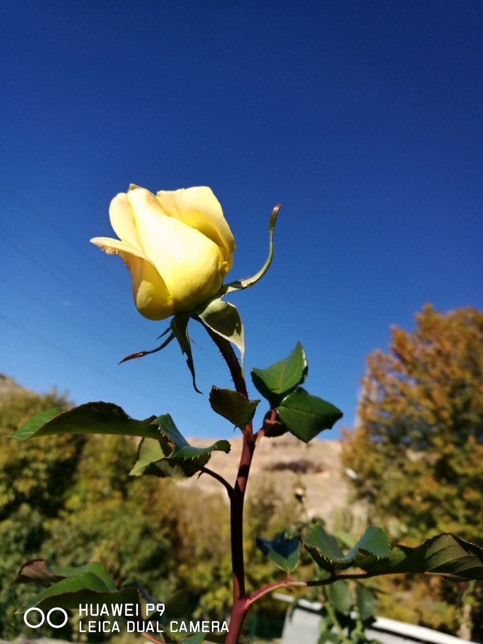 CLOSE-UP OF YELLOW FLOWER AGAINST CLEAR BLUE SKY