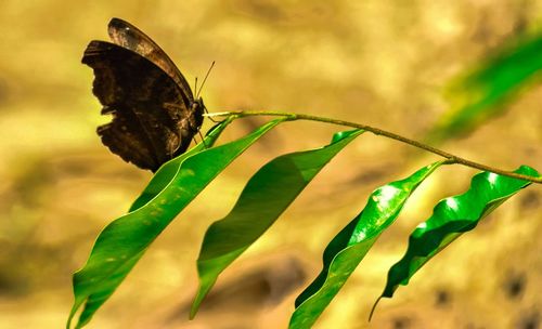 Close-up of butterfly on plant