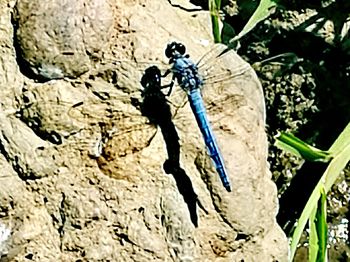 Close-up of insect on wall