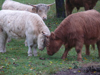 Horses on grass