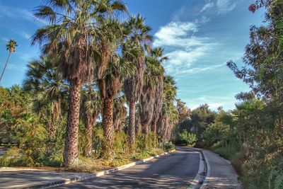 Road amidst trees against sky