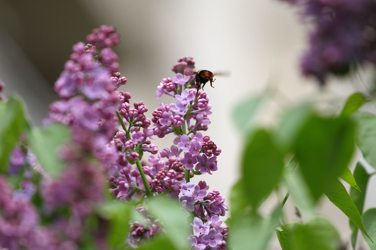 CLOSE-UP OF BEE POLLINATING ON LAVENDER