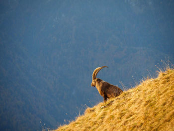 High angle view of deer on field