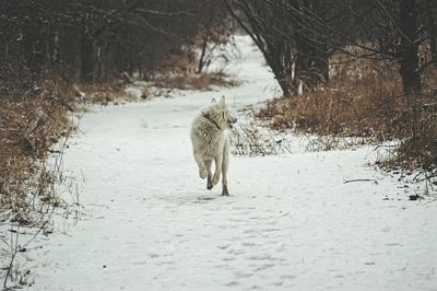 Cat walking on snow field during winter