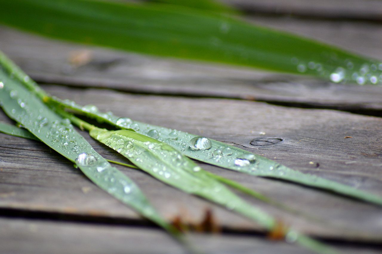 drop, water, leaf, green color, close-up, selective focus, growth, dew, freshness, focus on foreground, nature, plant, beauty in nature, droplet, fragility, green, weather, day, purity, no people, season, outdoors, blade of grass, grass, leaf vein, detail, tranquility, leaves, backgrounds, growing