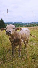 Cows grazing in field