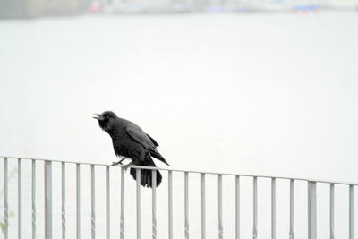 Crow perching on railing