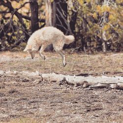 Jumping coyote