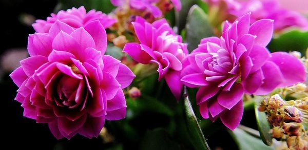 Close-up of pink flowers blooming outdoors