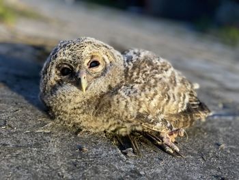 Young owl close-up