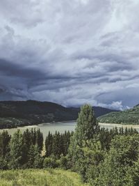 Plants growing on land against sky