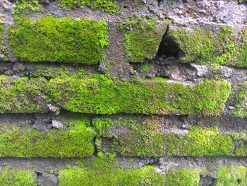 Close-up of moss growing on wall