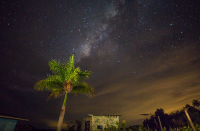 Low angle view of palm tree against sky at night