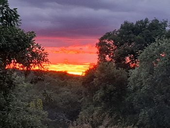 Scenic view of forest against orange sky