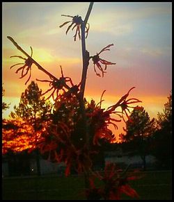 Plants against romantic sky at sunset