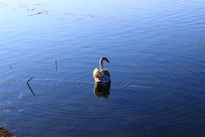 High angle view of swan swimming in lake