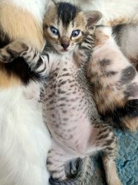 Portrait of cat relaxing