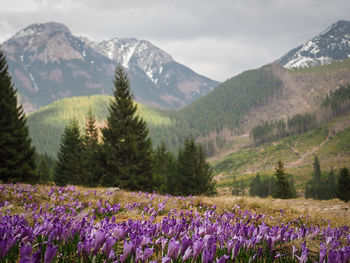 Purple flowering plants on field by mountains against sky