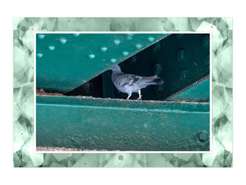 Close-up of bird on glass