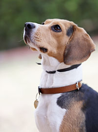 Close-up of dog looking away, beagle