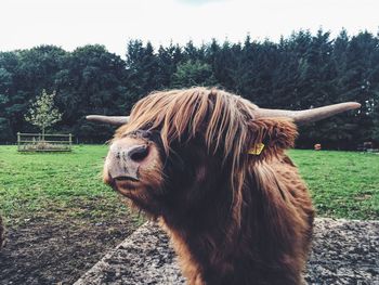 Highland cattle on field against trees