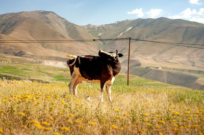 Black and white skinny cow having food in a grass field with mountain in background 